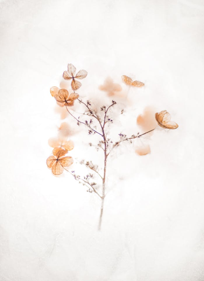 Ethereal dried flowers against a soft, neutral background, showcasing natural beauty.